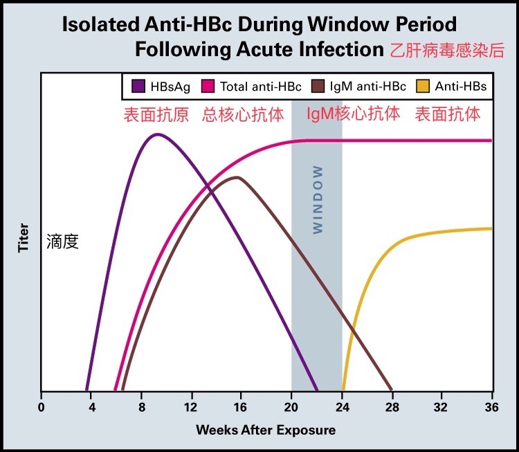 HBVDx_IsoCore_d04b.jpg