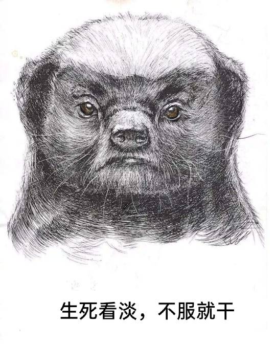 玩生活，生死看淡，不服就干