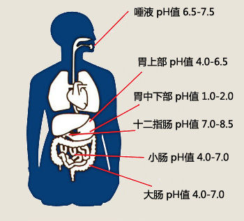 酸性体质致肿瘤？