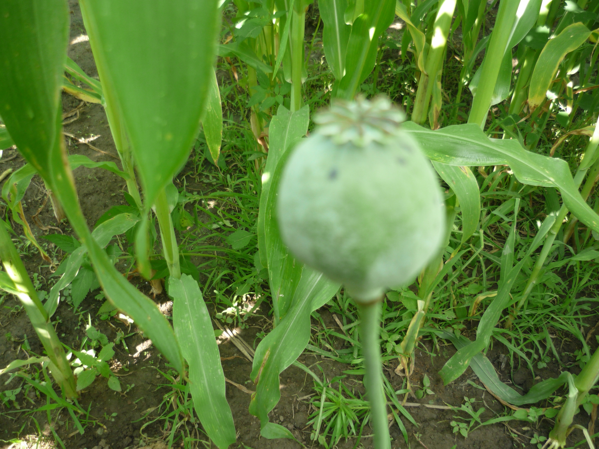 P1010001.JPG