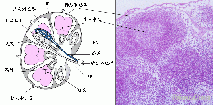 115505Tc5-1.gif