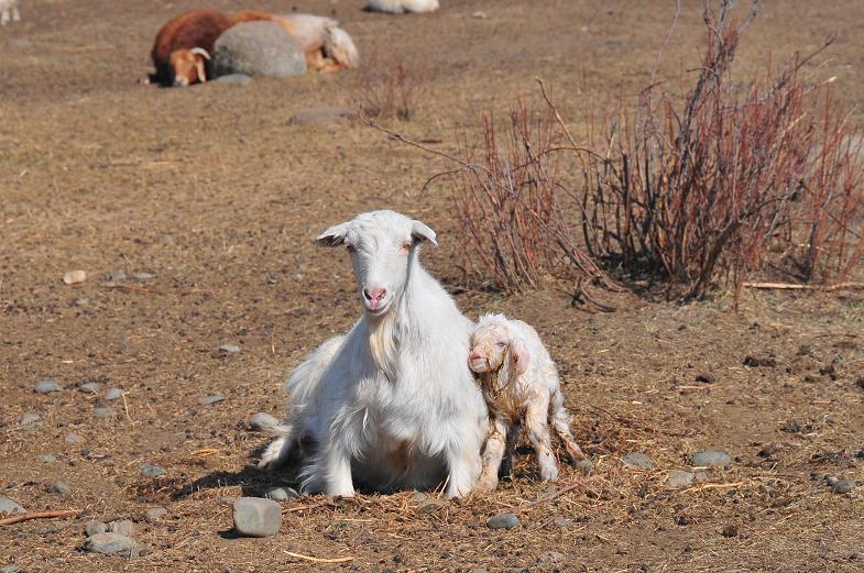 这是刚诞下的小羊羔，身上还黏着血，还不会站起来