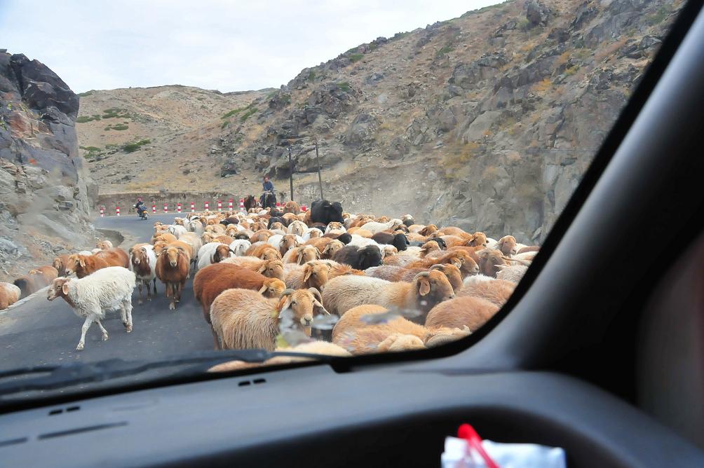 盘山公路经常都会遭遇羊群或牛群