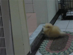 9e14873df8dcd10009b09ea5738b4710b8122f5d.gif