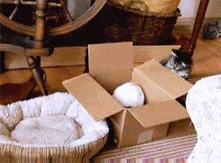 1cdaa87eca8065389257b28496dda144ac348235.gif