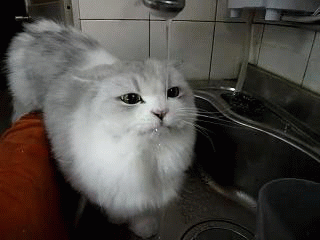 5e8ab54bd11373f072840d08a50f4bfbfaed0433.gif