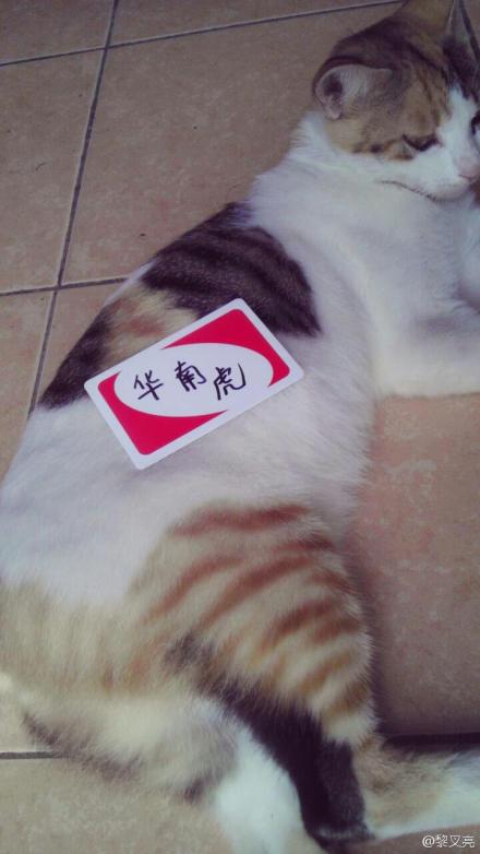 看到上面的东北虎，我家的好像不大高兴！