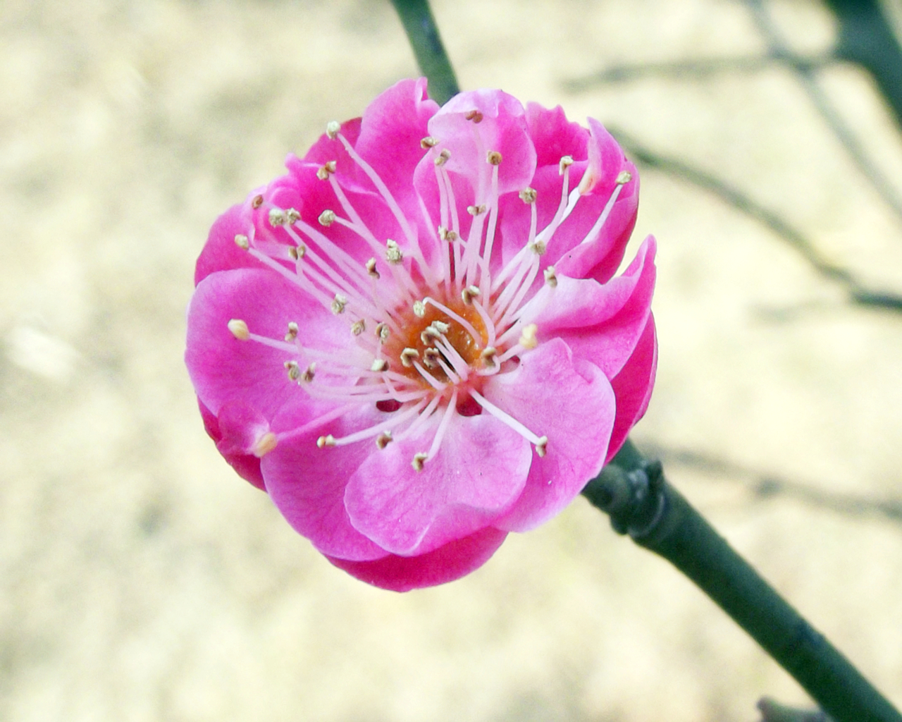 DSCF8409_副本.jpg