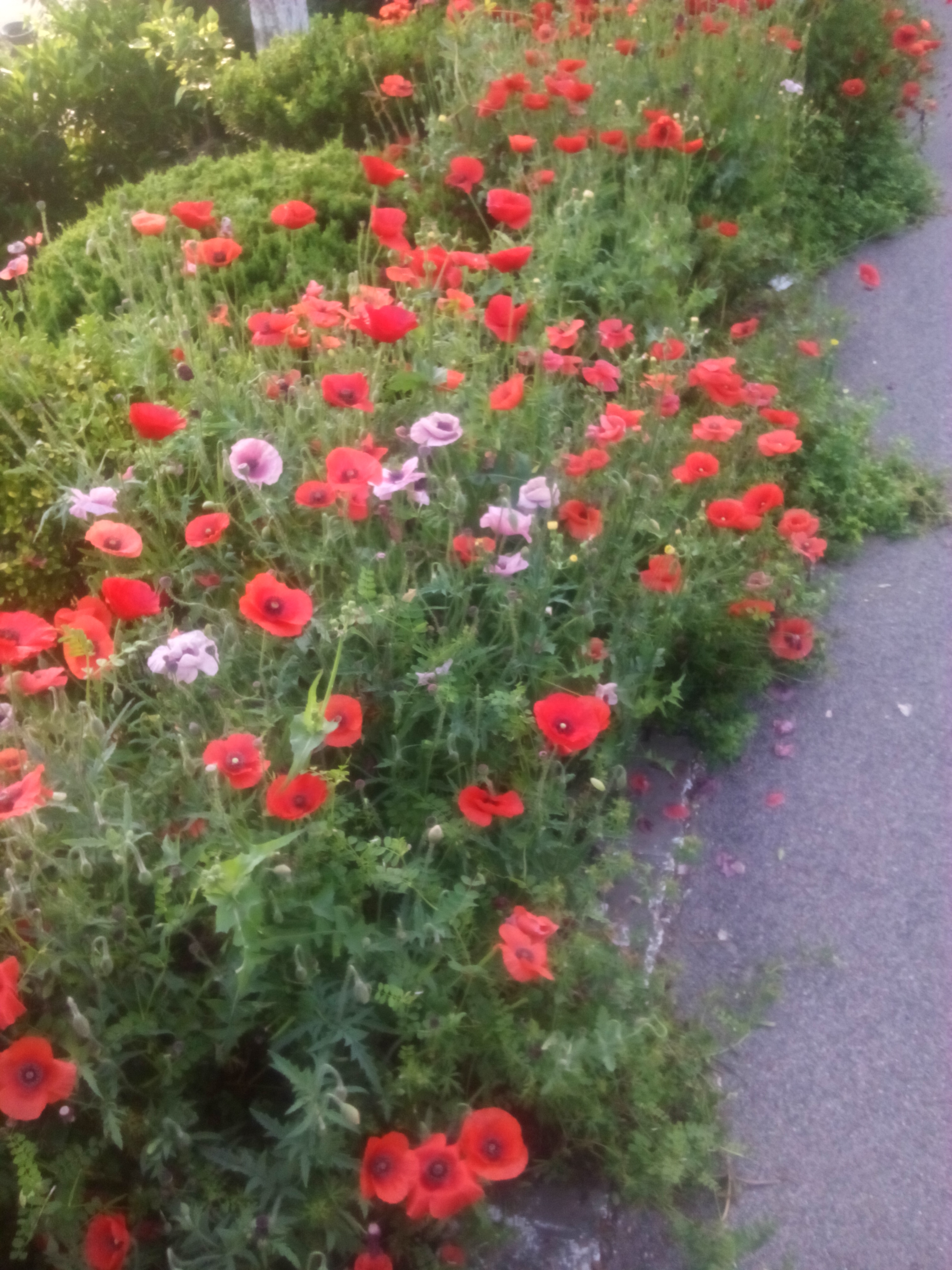 IMG_20140508_062506.jpg
