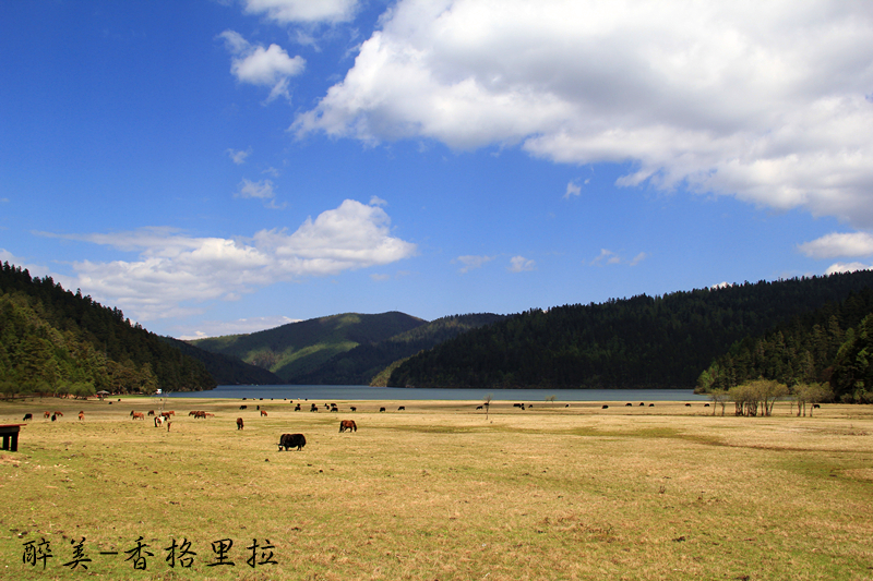 醉美香格里拉