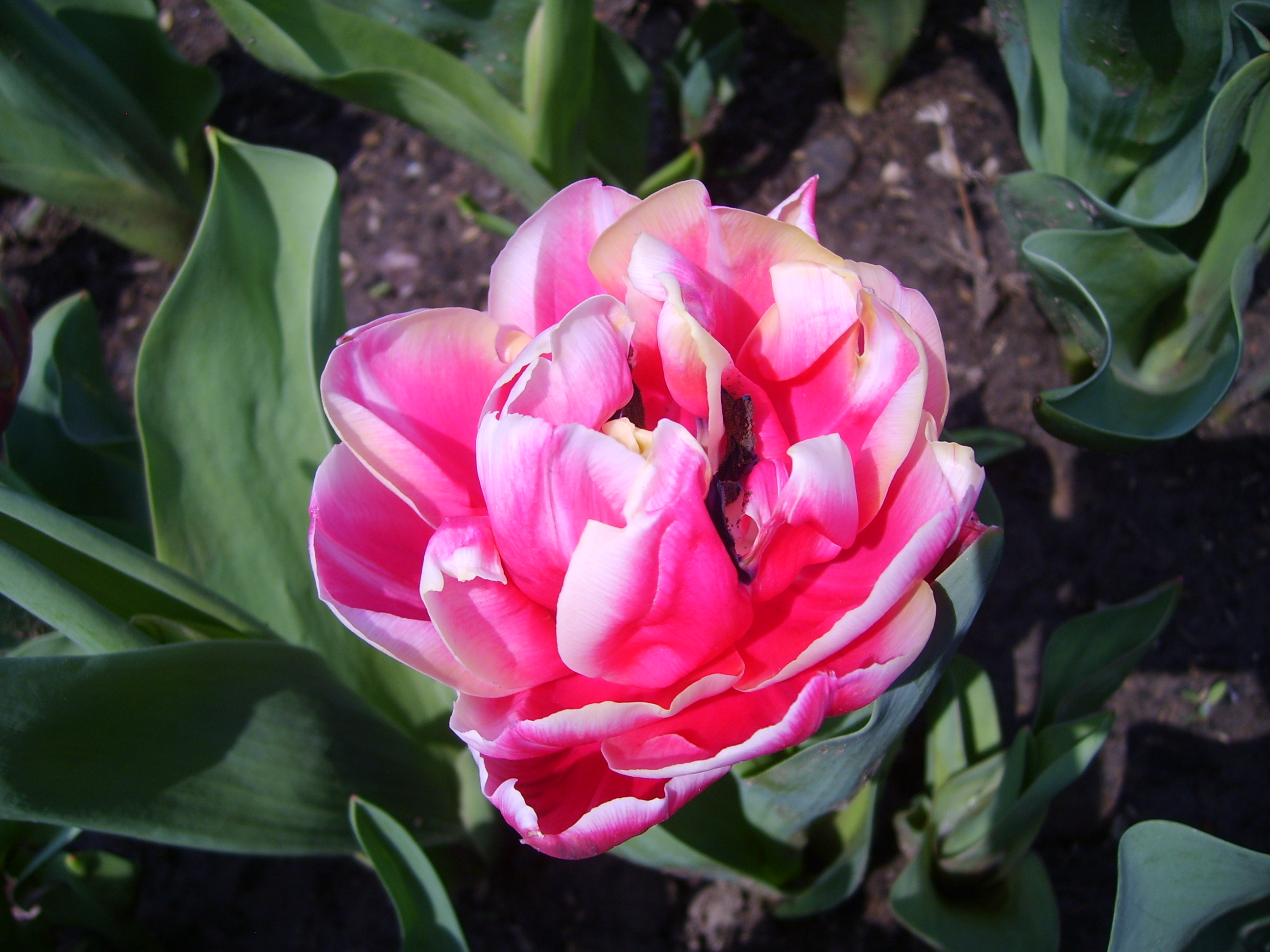 S6004534.JPG