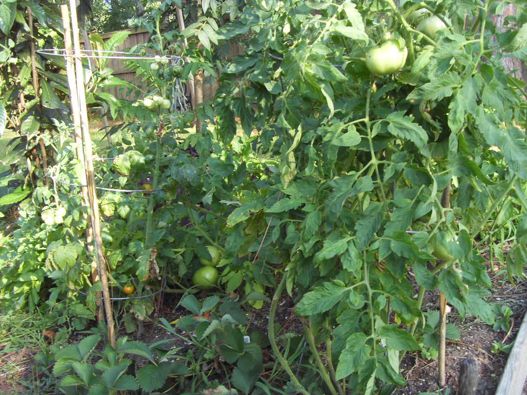 SDC13283.JPG