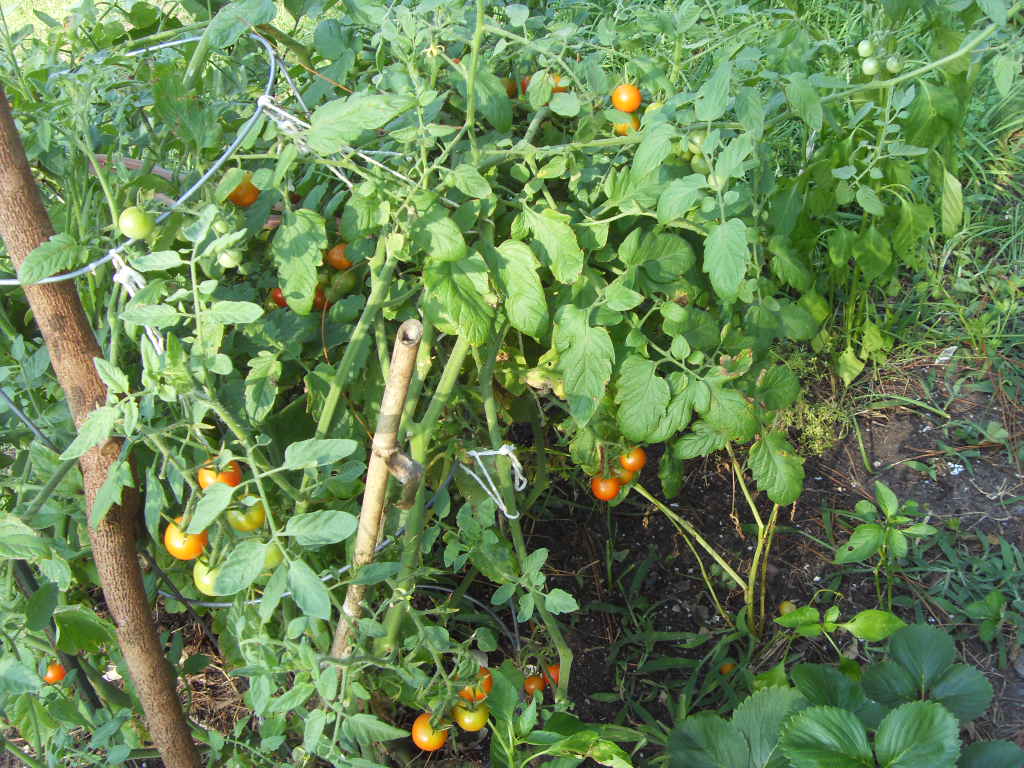 SDC13285.JPG