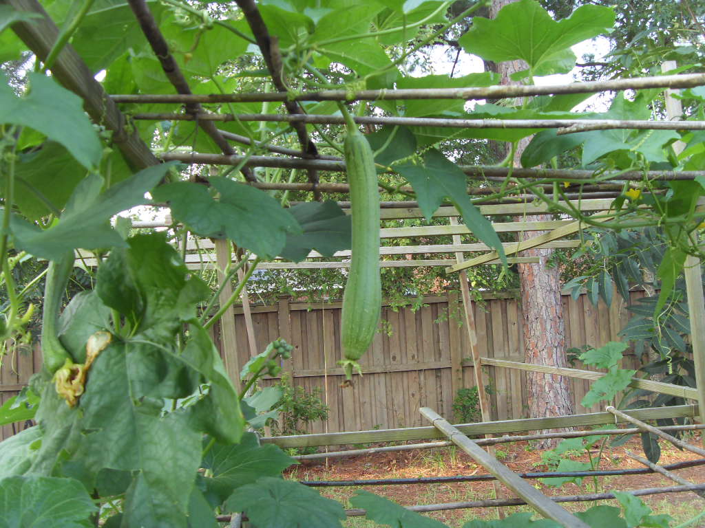 SDC13302.JPG
