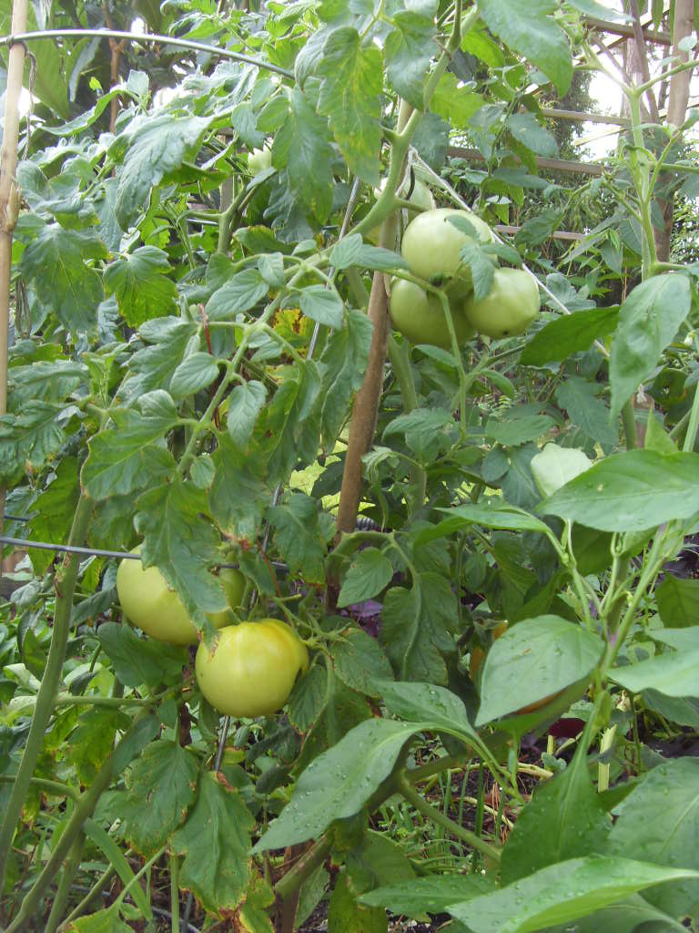 SDC13304.JPG