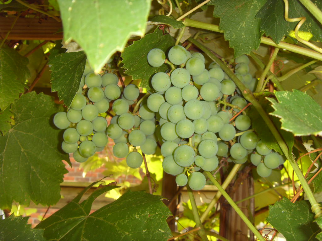 SDC13312.JPG