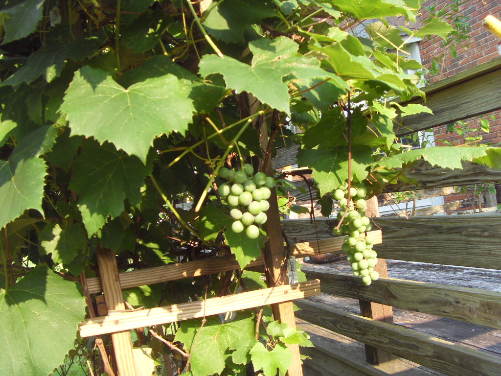 SDC13313.JPG