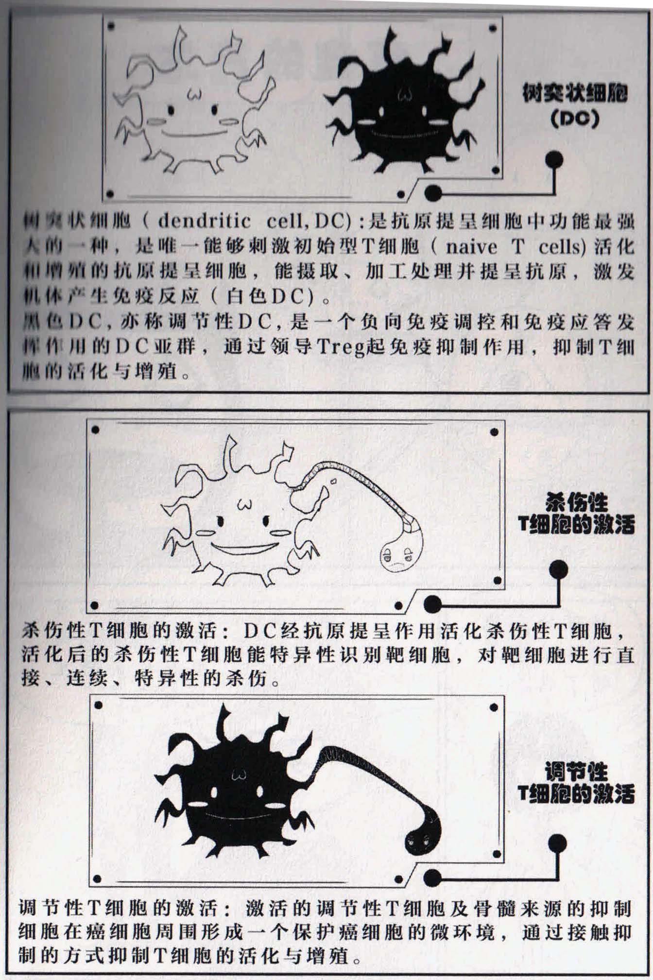 细胞介绍3.jpg