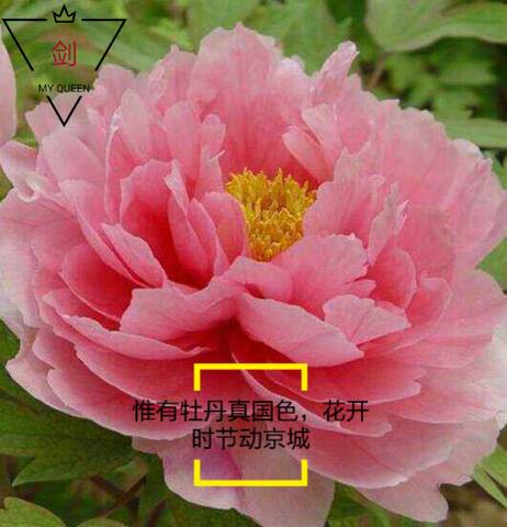 172225f2cumdwmicd2d9md.jpg