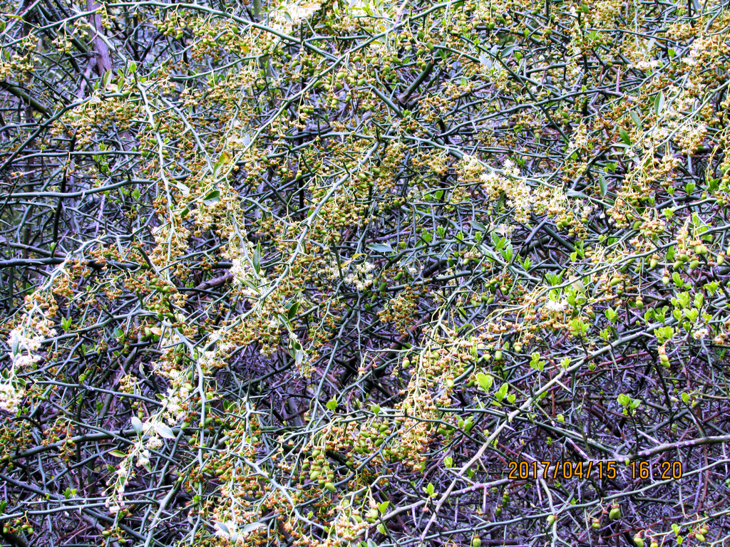 psb (50)_1.jpg