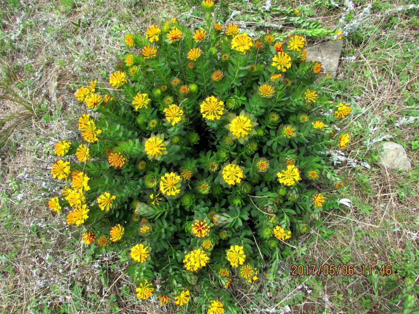 psb (10).jpg