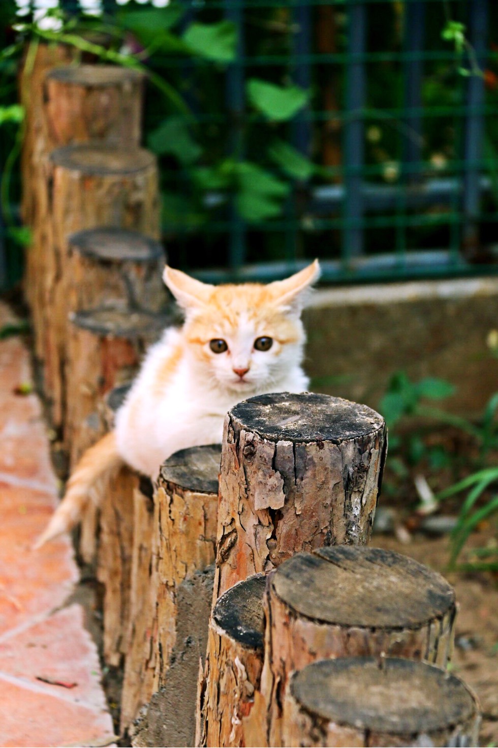 223512wrclg6vd5vrzaj5g.jpg