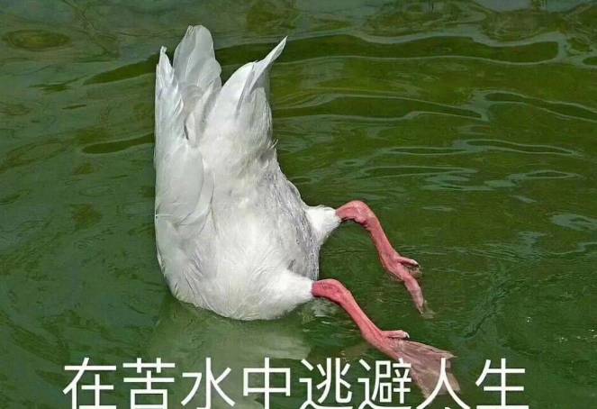 111738mejzgp0vwoio52bi.jpg