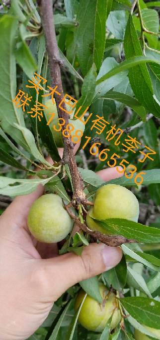 201703d3jjyp1y7sq6sq08.jpg