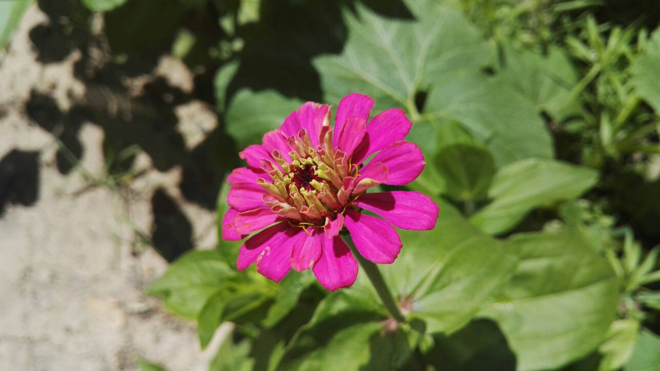 110837scscn5nvvmn0pdpv.jpg