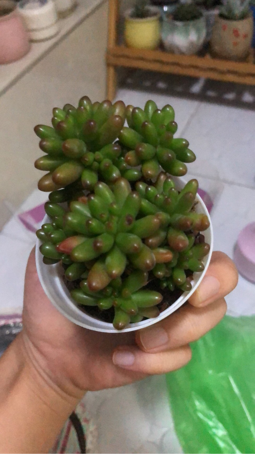 110019th1idthdzcckmdvt.jpg
