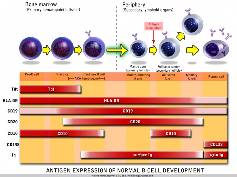 B-cell-maturation.jpg