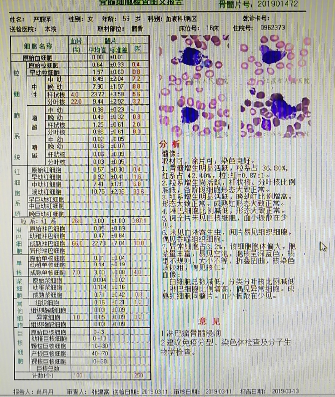 骨髓细胞报告