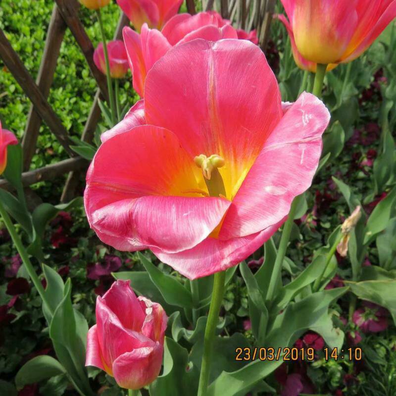 120611nspsgdegia425zbd.jpg