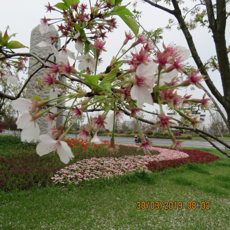 IMG_8015.JPG