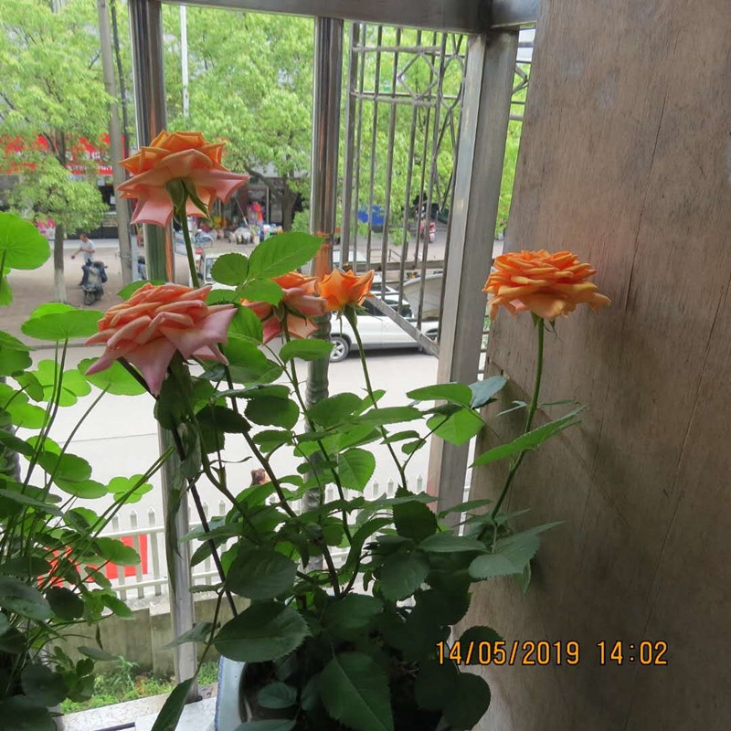 微信图片_20190514175126.jpg