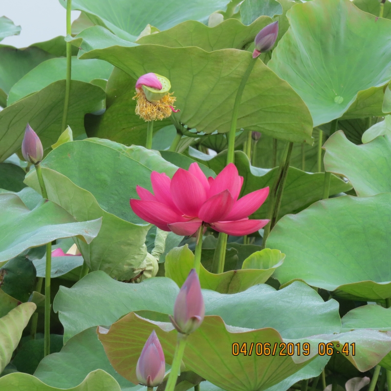IMG_8787.JPG