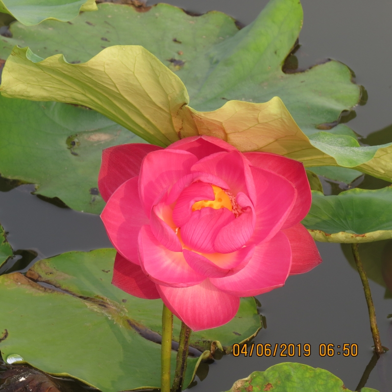 IMG_8816.JPG
