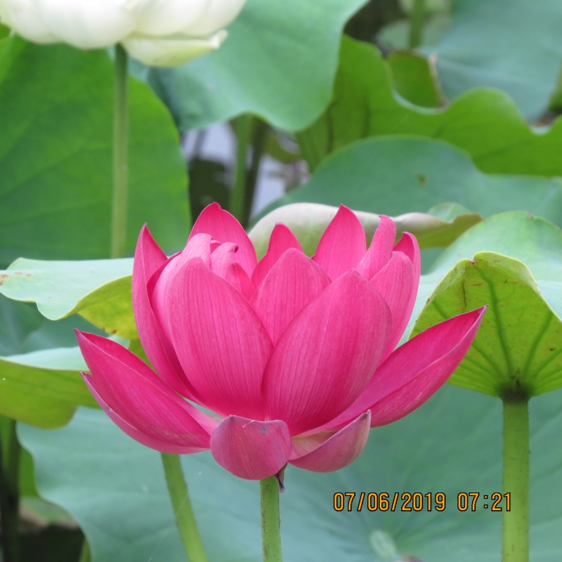 IMG_8978.JPG