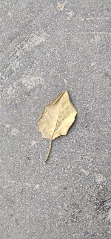 微信图片_20191012073643.jpg