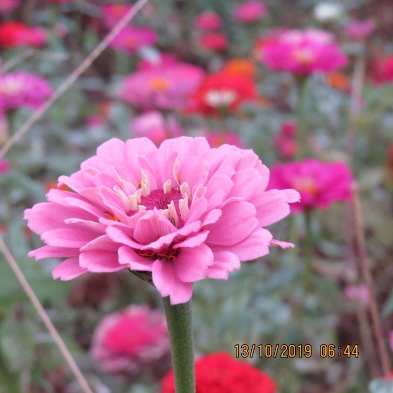 IMG_9196.JPG