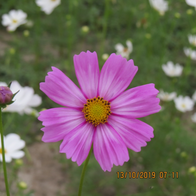 IMG_9256.JPG