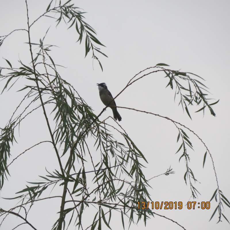 IMG_9229.JPG