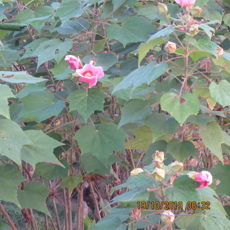 IMG_9309.JPG