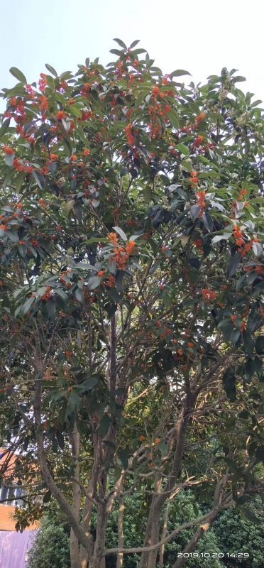 微信图片_20191021084457.jpg