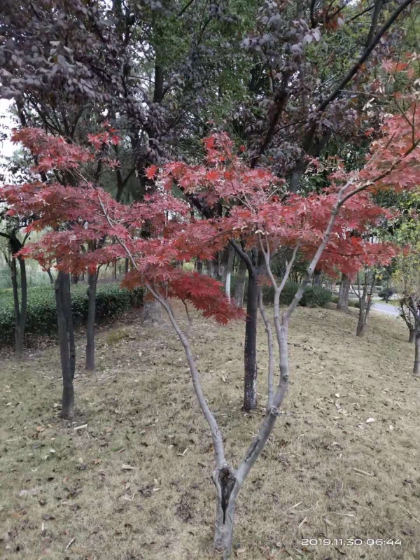 微信图片_20191130103950.jpg