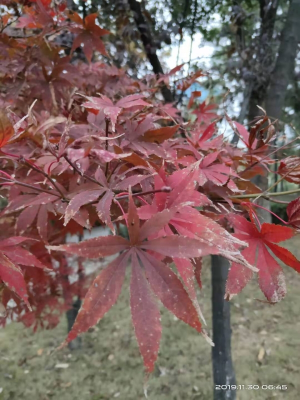 微信图片_20191130103957.jpg