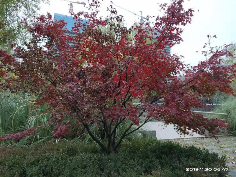 微信图片_20191130104043.jpg