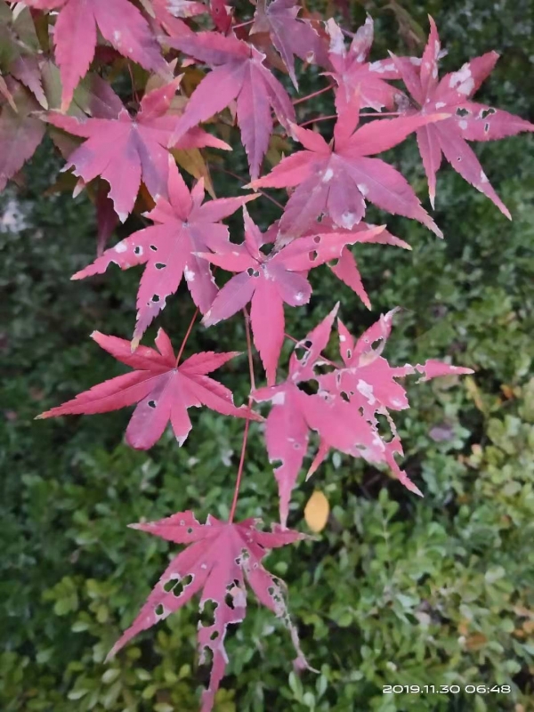微信图片_20191130104051.jpg