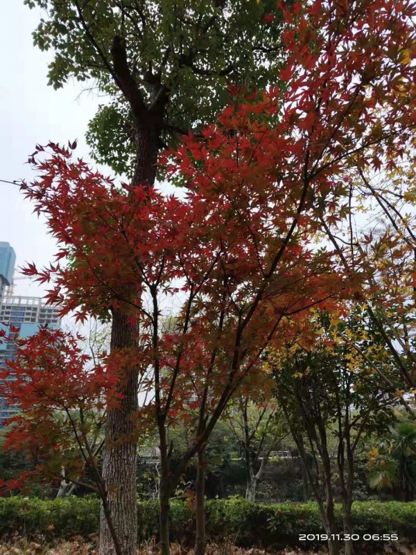 微信图片_20191130104204.jpg
