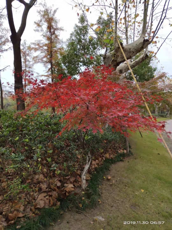 微信图片_20191130104246.jpg